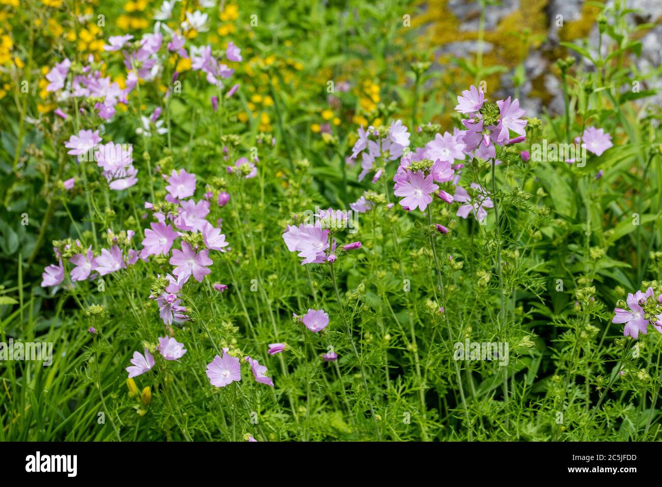 Muschio-malva, Myskmalva (Malva moschata) Foto Stock