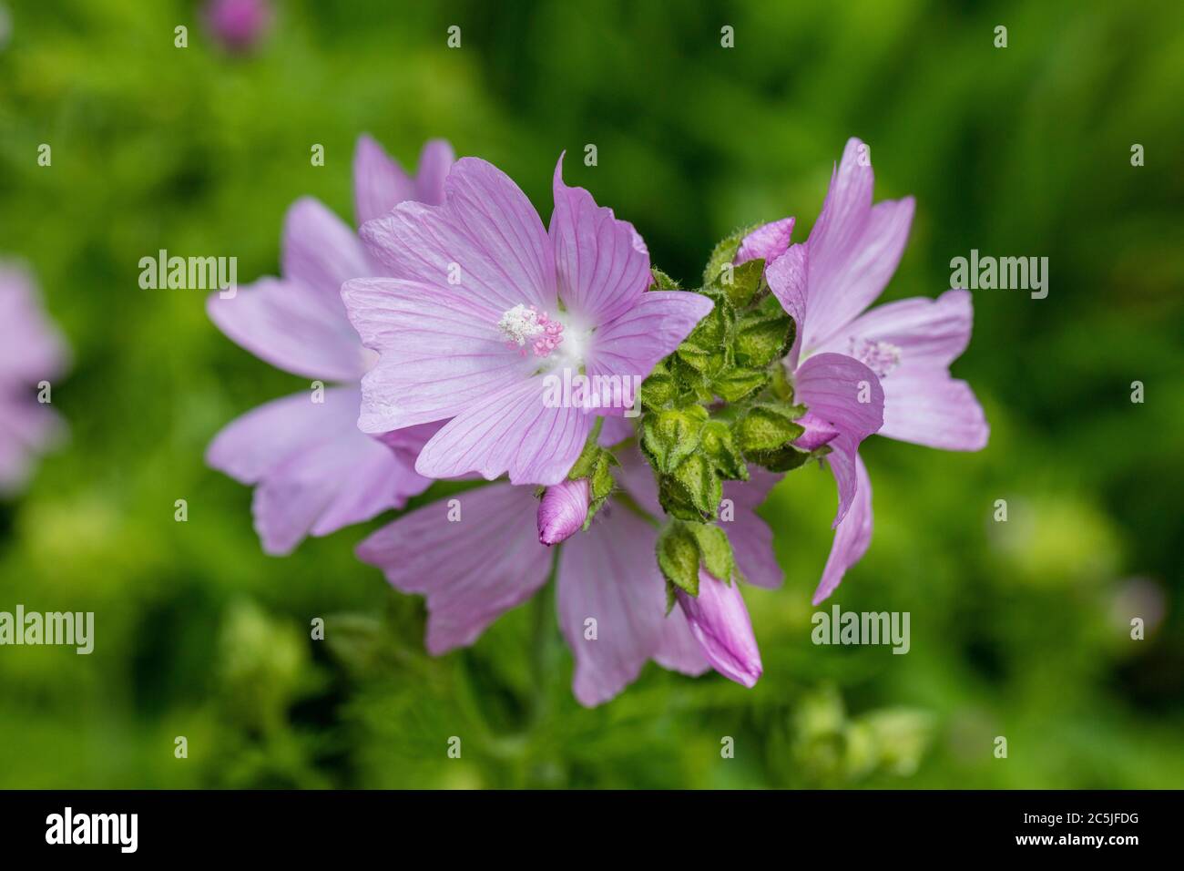 Muschio-malva, Myskmalva (Malva moschata) Foto Stock