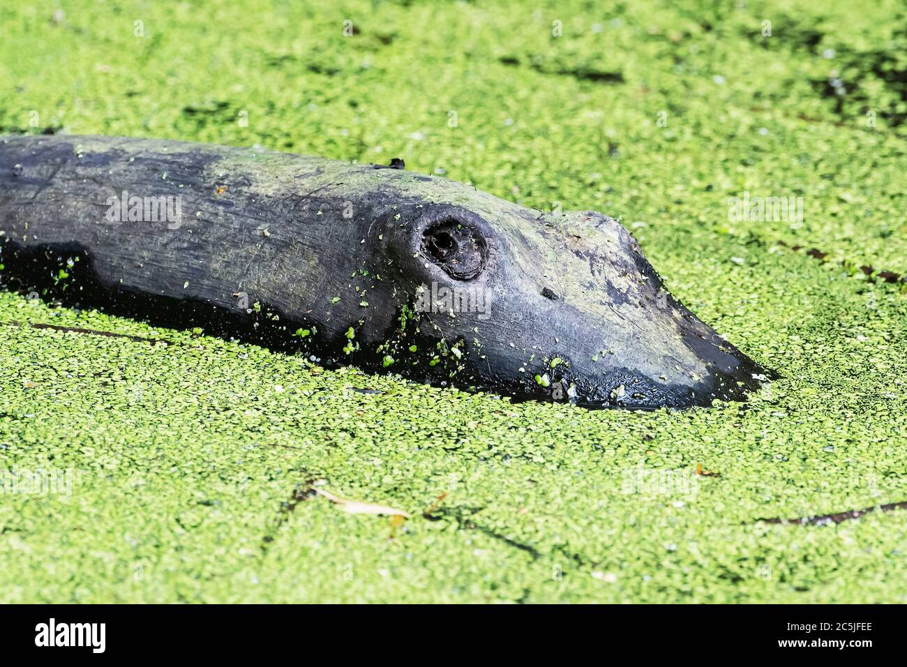 Alligatore-ceppo guardare simile galleggiare su anatra-erbaccia stagno coperto Foto Stock