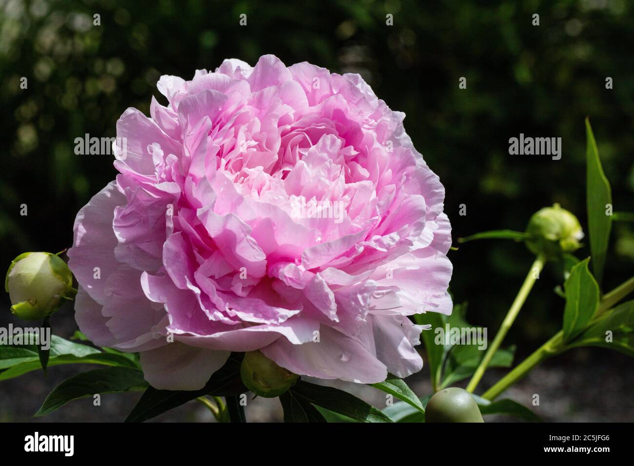 "Rosa" gigante giardino comune peonia, Luktpion (Paeonia lactiflora) Foto Stock