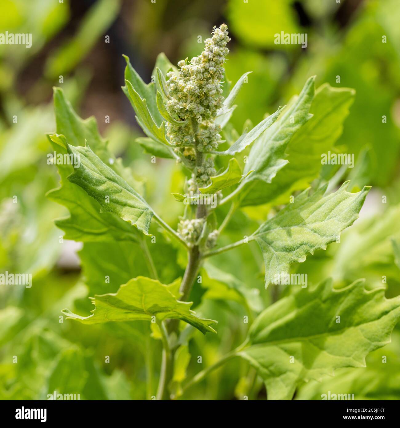 Quinoa titicaca, Mjölmålla (Quinoa Chenopodium) Foto Stock