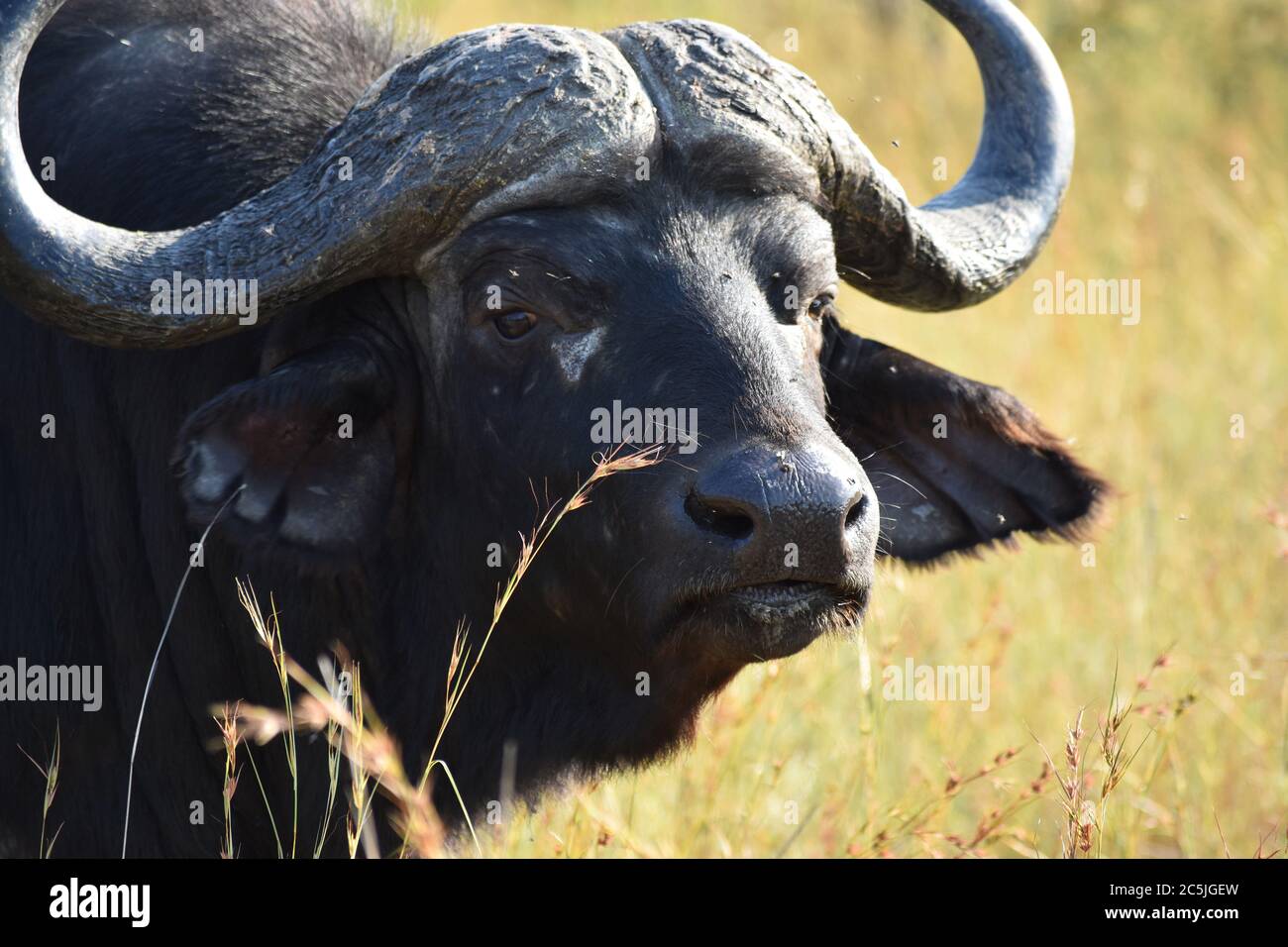 Un afro di Cape Buffalo (caffer Syncerus) con grandi corna circondato da mosche in praterie durante un safari in Sabi Sand Game Reserve, Sudafrica. Foto Stock