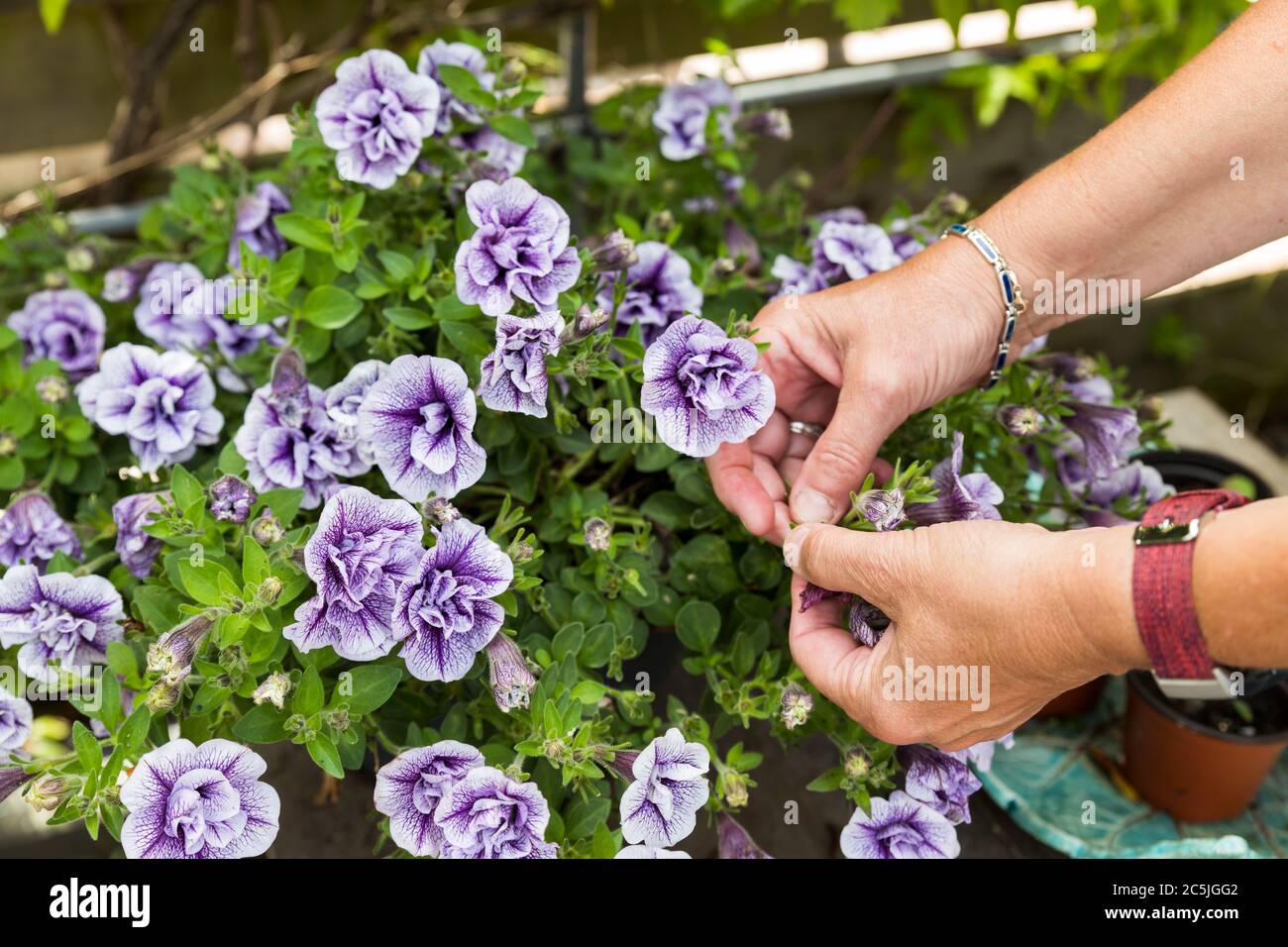 Petunia trailing, donna morta di testa raccogliendo fiori morti con le mani in un giardino inglese pieno di fiori Foto Stock