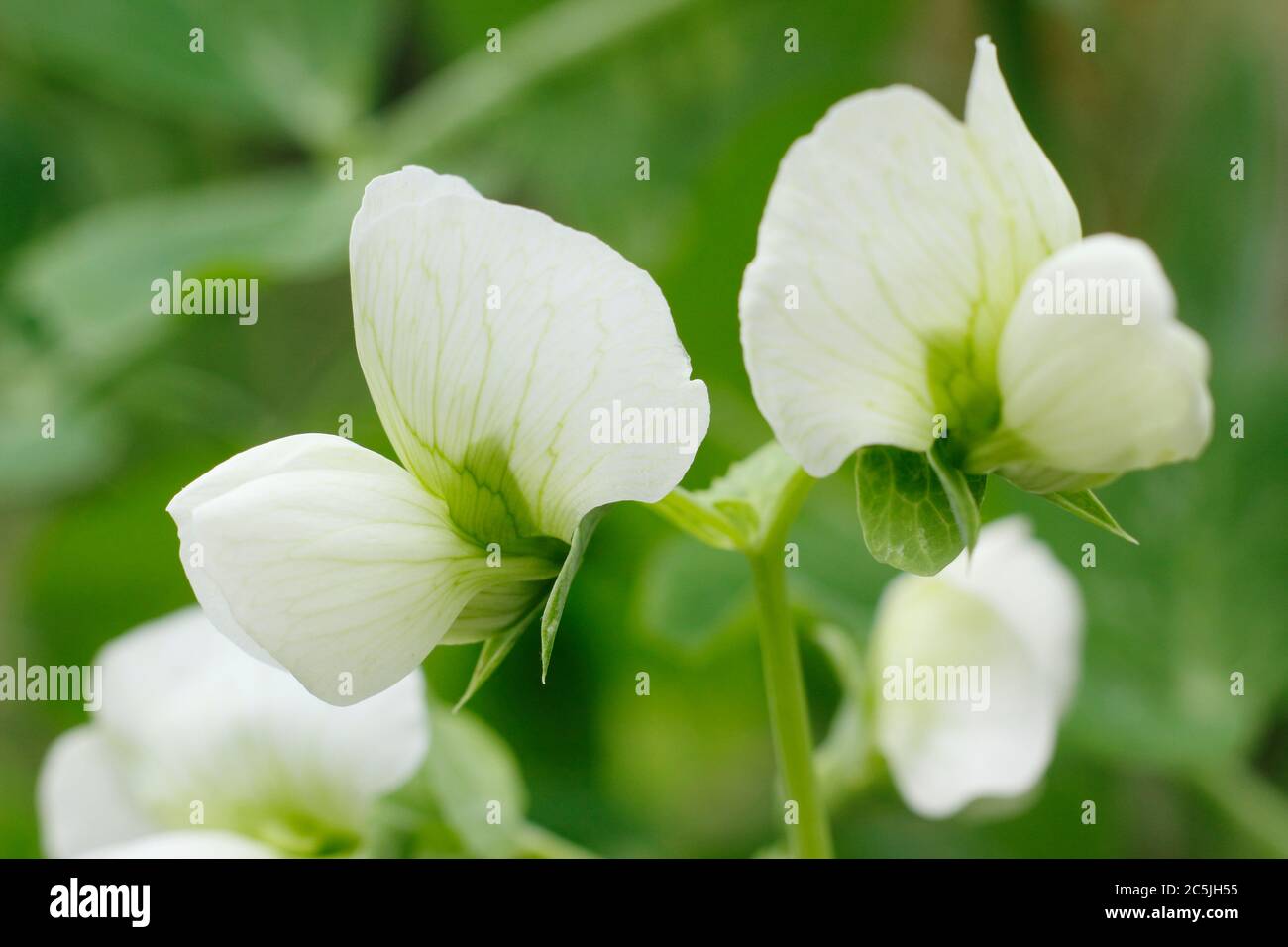 Pisum sativum. Fiori di 'Kelvedon Wonder' pianta pisello in un giardino inglese cucina. REGNO UNITO. MODULO GAS ANESTETICI Foto Stock