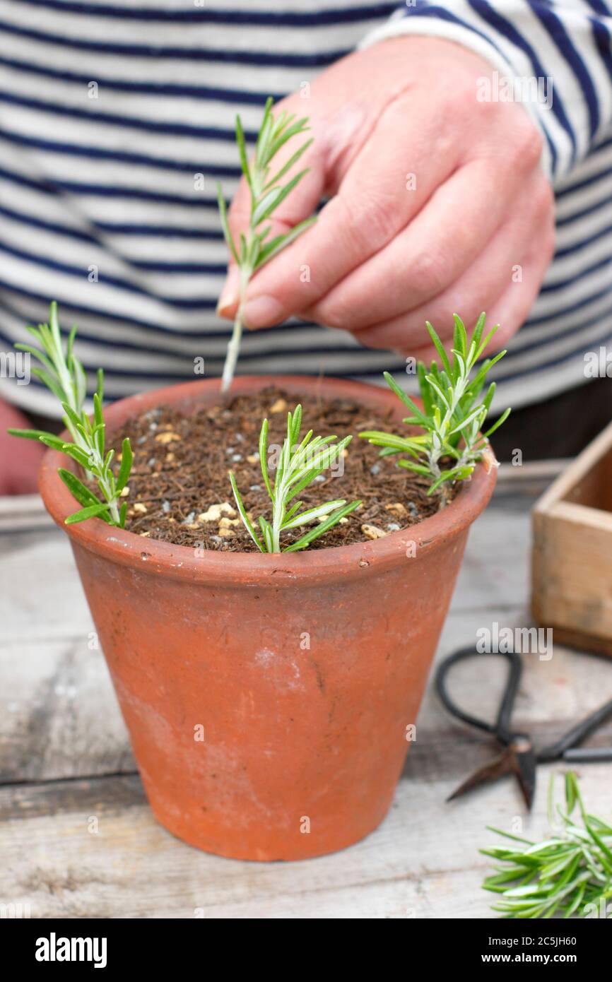 Rosmarino officinalis. Propagare piante di rosmarino da talee di conifere mettendo intorno ai bordi di una pentola in un composto gritty miscela. Foto Stock