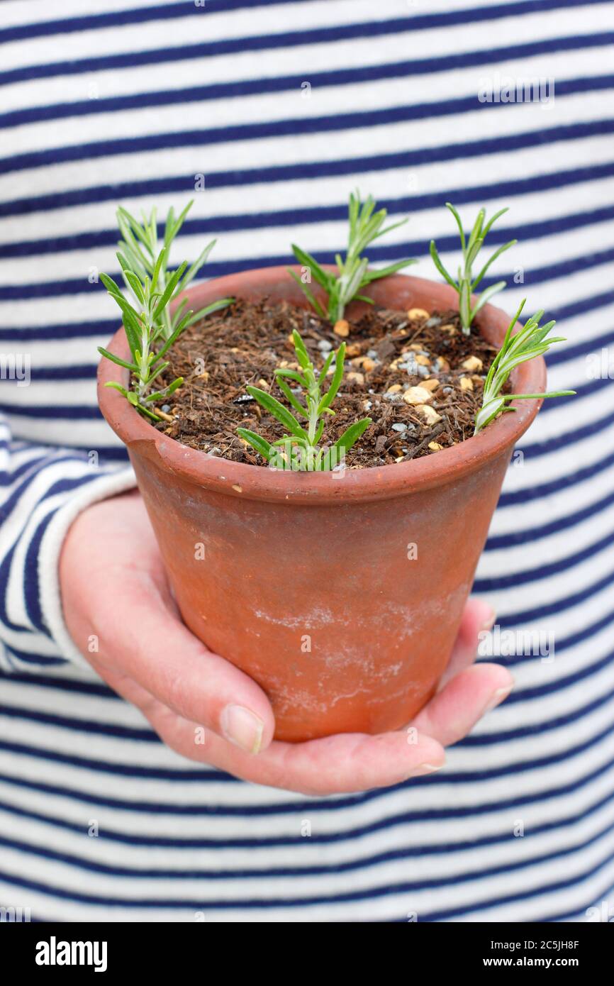 Rosmarino officinalis. Propagare piante di rosmarino da talee di conifere mettendo intorno ai bordi di una pentola in un composto gritty mescolano. Foto Stock