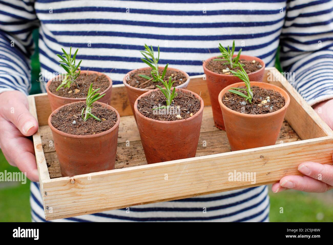 Rosmarino officinalis. Propagare piante di rosmarino da talee di conifere mettendo in un composto gritty miscela in pentole di creta prima di annaffiare. Foto Stock