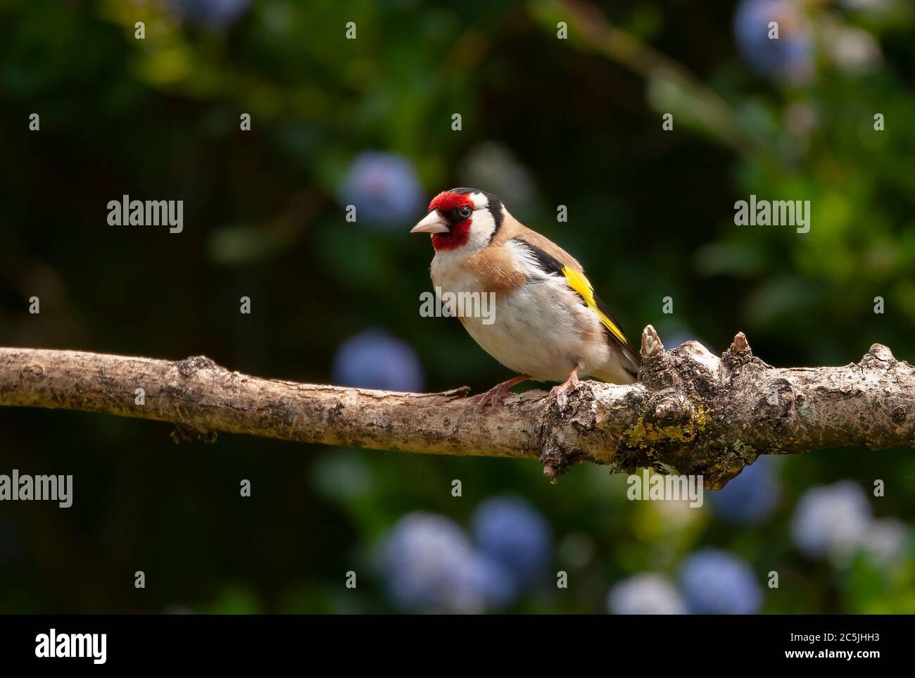 Cardellino Foto Stock