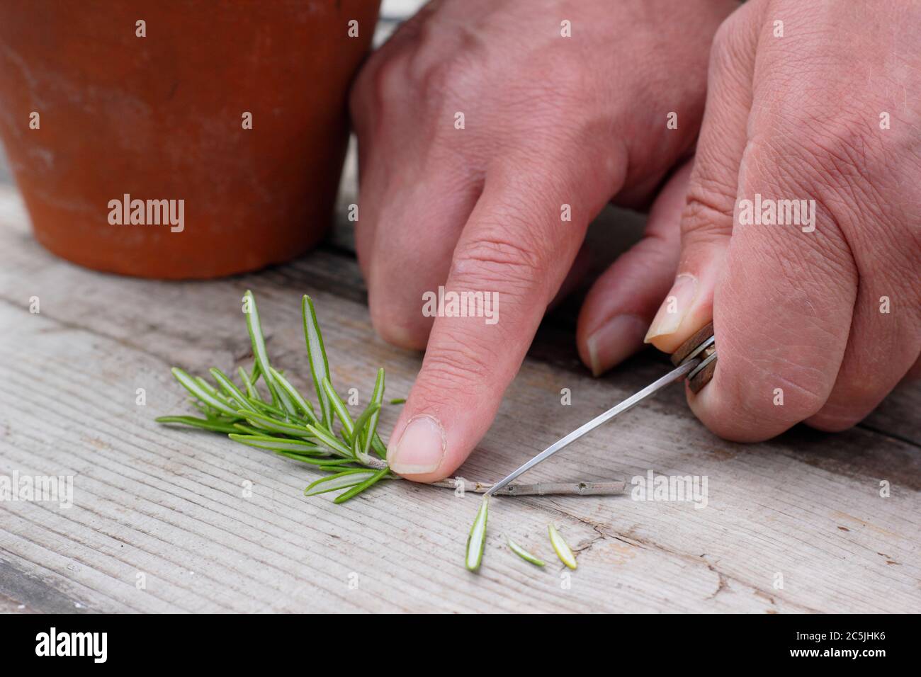 Rosmarino officinalis. Preparazione di un taglio di rosmarino per la propagazione tagliando la base di uno stelo sotto un nodo di foglia Foto Stock