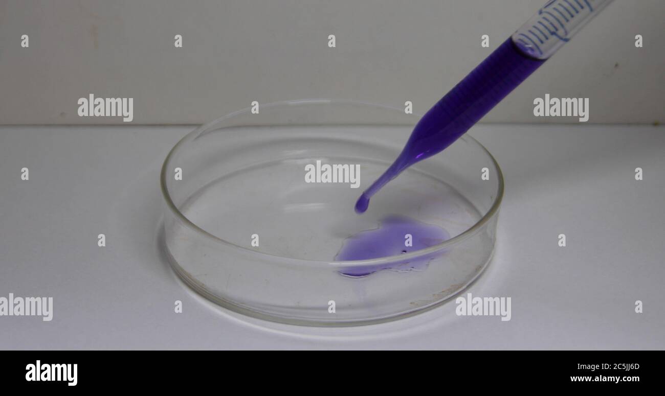 Un liquido blu viene posto in una piastra di Petri utilizzando una pipetta graduata Foto Stock
