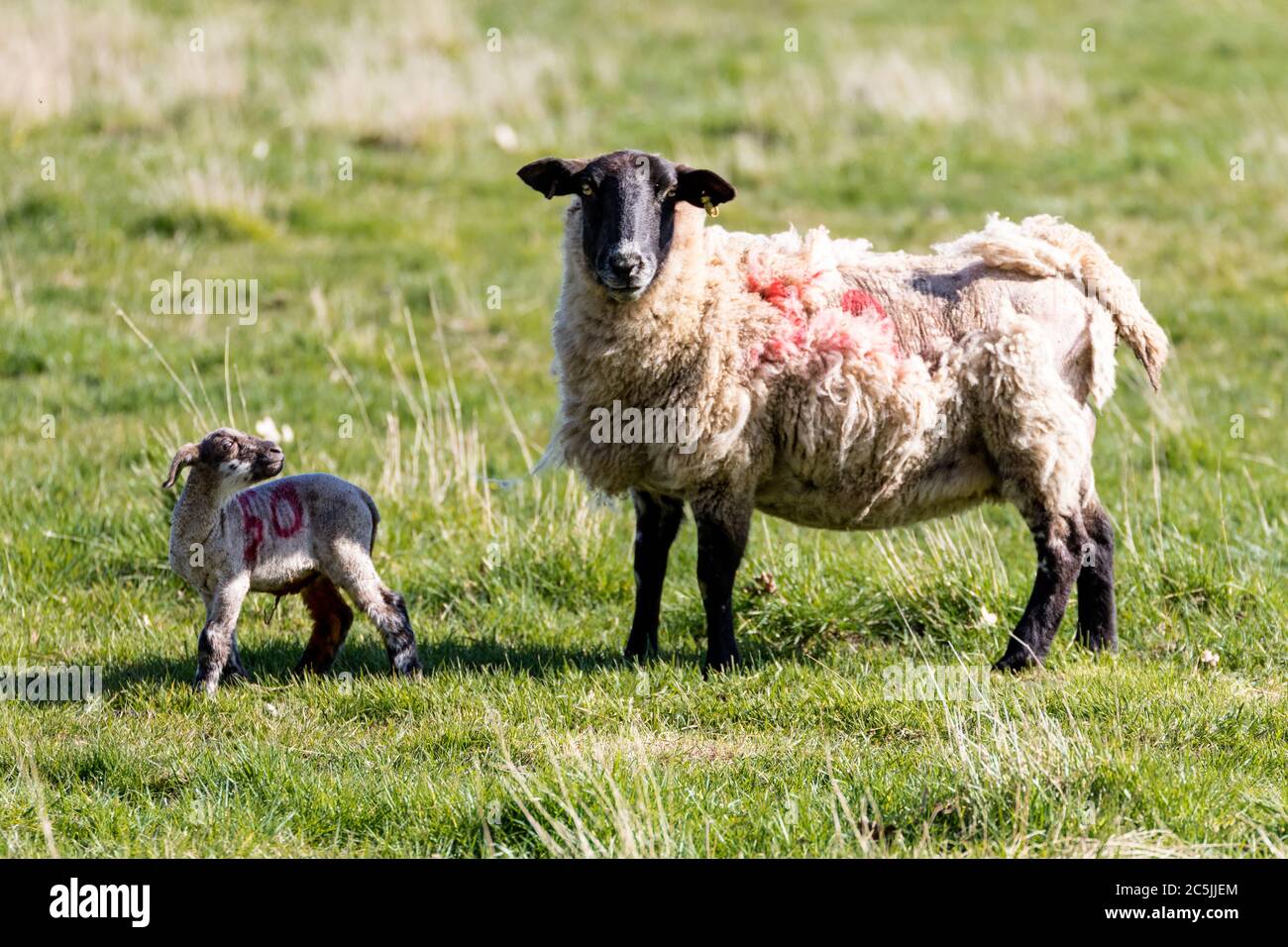 Baby abbacchio in seguito dopo la sua madre in una fattoria di Suffolk del campo Foto Stock