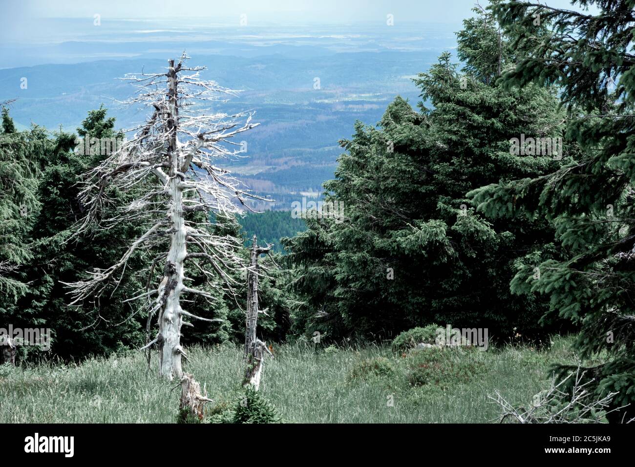 Un unico abete bianco intemperie si estende sui rami morti ai margini della foresta di conifere a Brocken. Foto Stock
