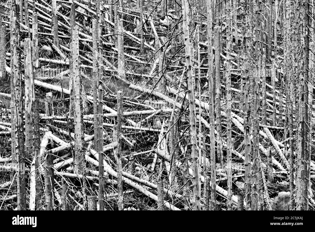 Foresta morta e distrutta di spruces nella resina al bordo del Brocken, bianco e nero, contrasto forte Foto Stock