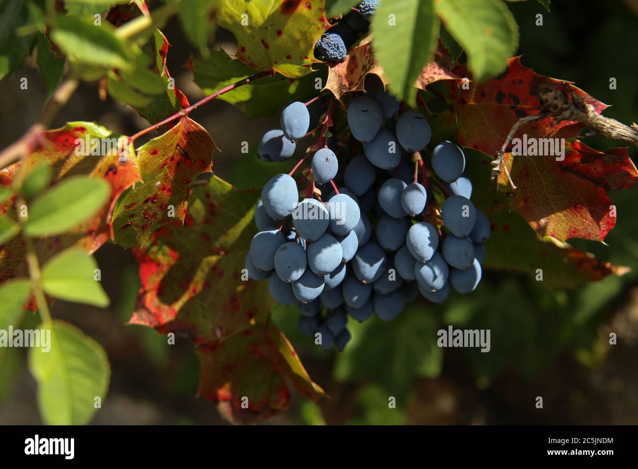 Bacche blu sui rami della foresta Foto Stock