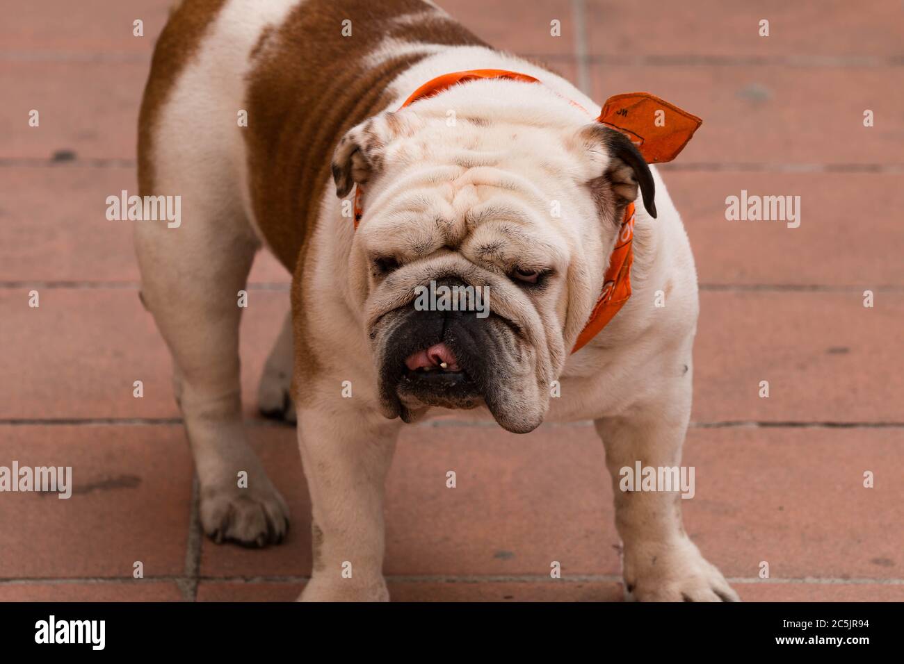 Marrone e bianco, brutto ma carino, Bulldog britannico Foto Stock