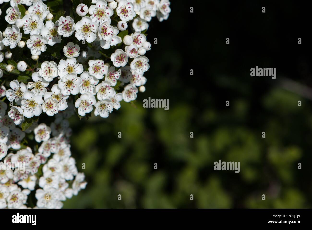 Piccoli fiori bianchi in una foresta scura con spazio per le copie Foto Stock
