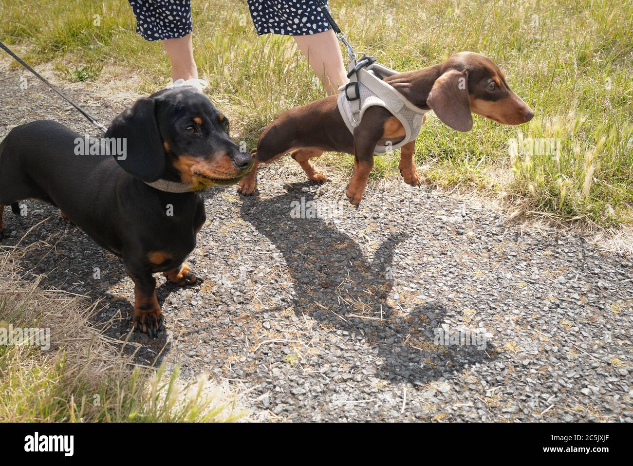Un corto dachshund in miniatura con capelli su un cavo e indossando un'imbracatura. Sta tirando e gettando un'ombra divertente. Un altro dachshund è accanto a lei. Foto Stock