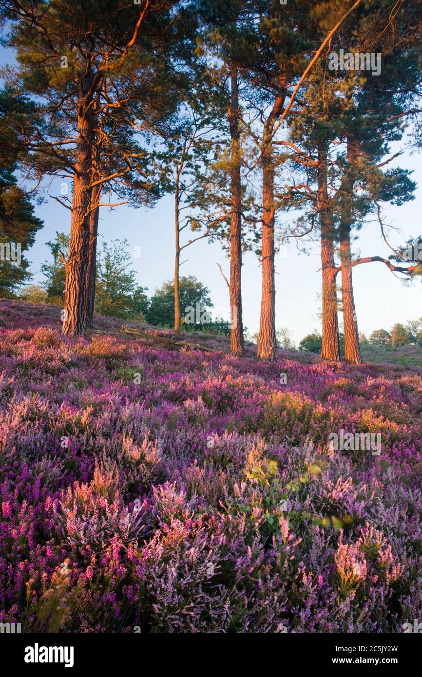 Devil's Punchbowl, Surrey, Regno Unito. Brughiera con pini scozzesi. Foto Stock