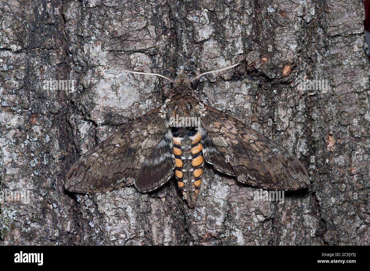 Carolina Sphinx Moth, Manduca sexta Foto Stock