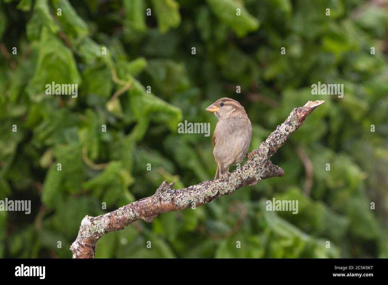 Passera femminile su una filiale in un giardino di Fife. Foto Stock