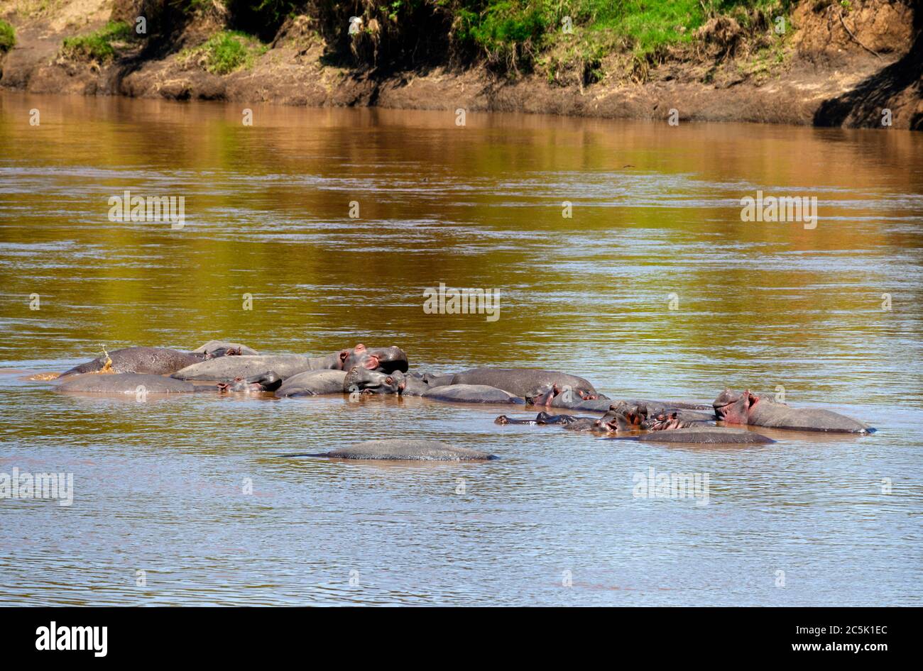 Commmon Hippopotamus (Hippopotamus anfibio). Ippopotami nel fiume Mara, triangolo di Mara, Riserva Nazionale di Masai Mara, Kenya, Africa Orientale Foto Stock