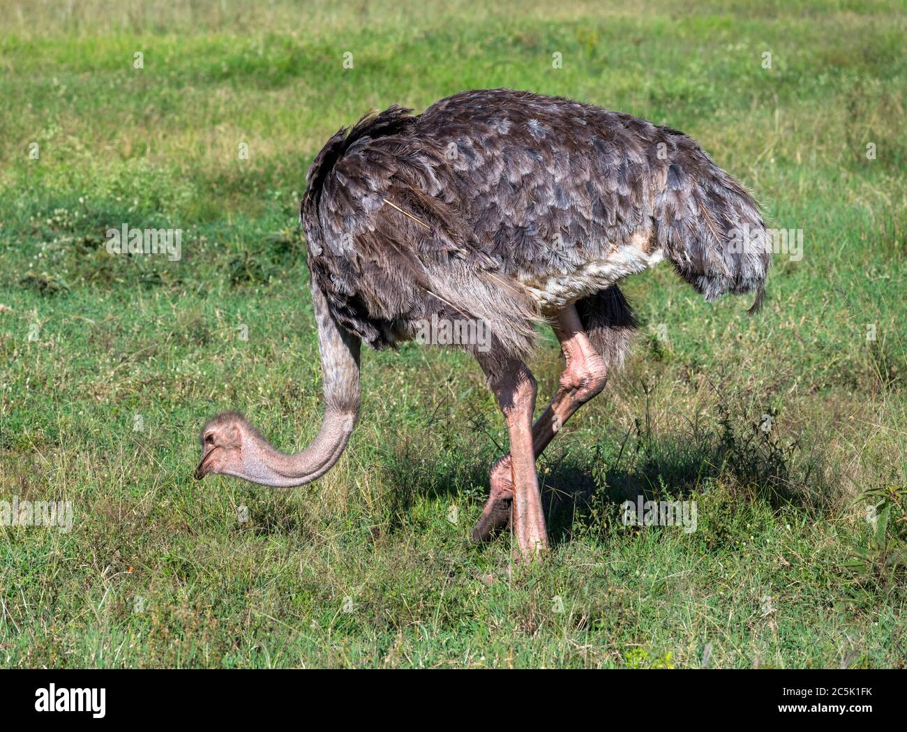 Struzzo comune (Struthio camelus). Struzzo femminile, Masai Mara National Reserve, Kenya, Africa orientale Foto Stock