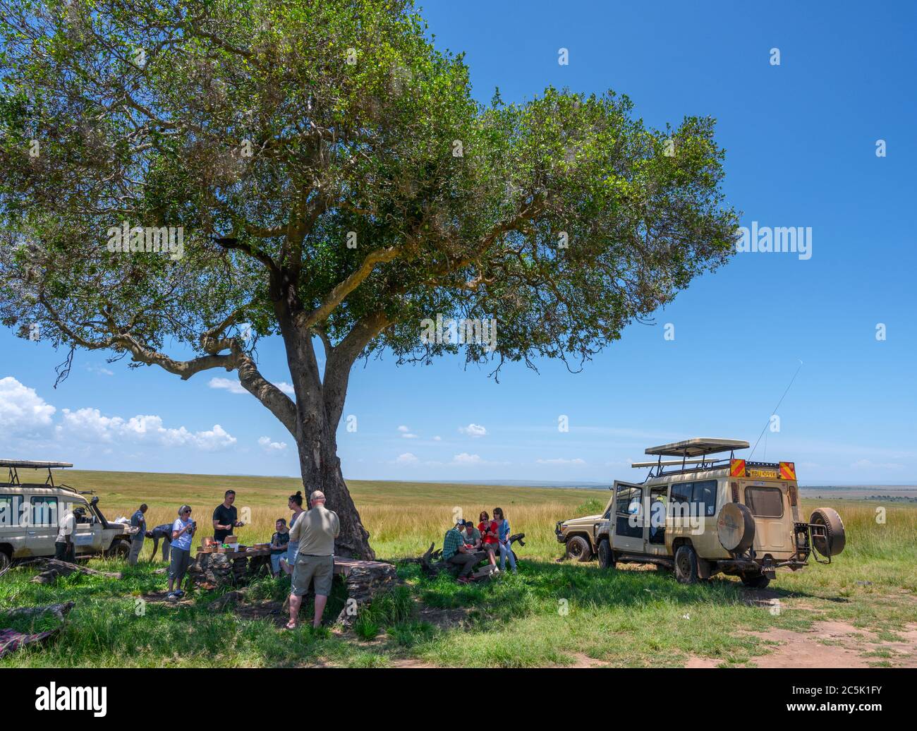 Veicoli Safari sotto un albero con persone che hanno un pranzo al sacco, triangolo Mara, Masai Mara National Reserve, Kenya, Africa Foto Stock