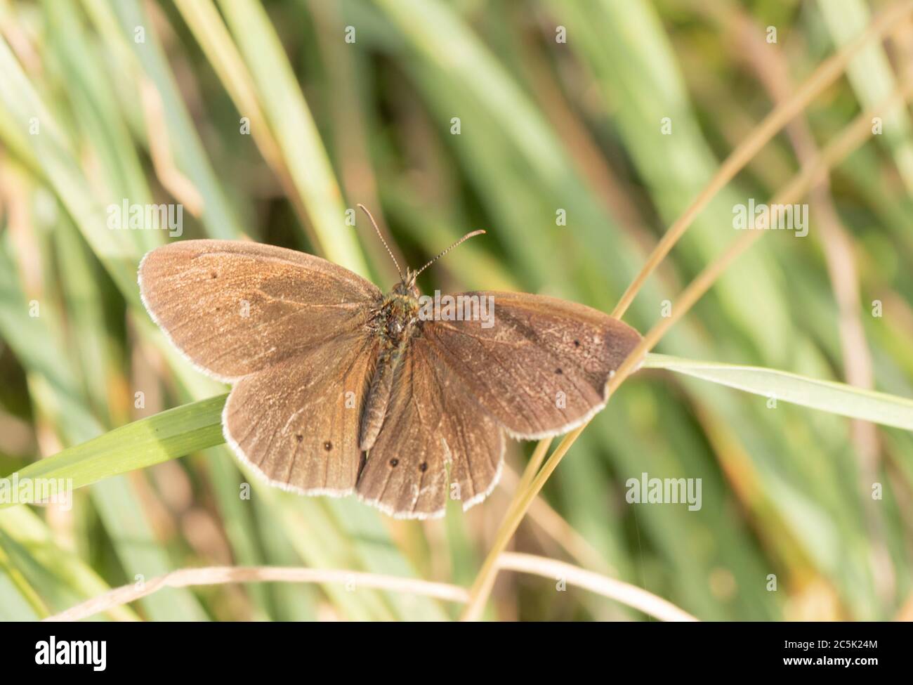 Farfalla di animo, Aphantopus iperantus, appollaiato su una foglia nel britannico Coutnryside, estate 2020 Foto Stock