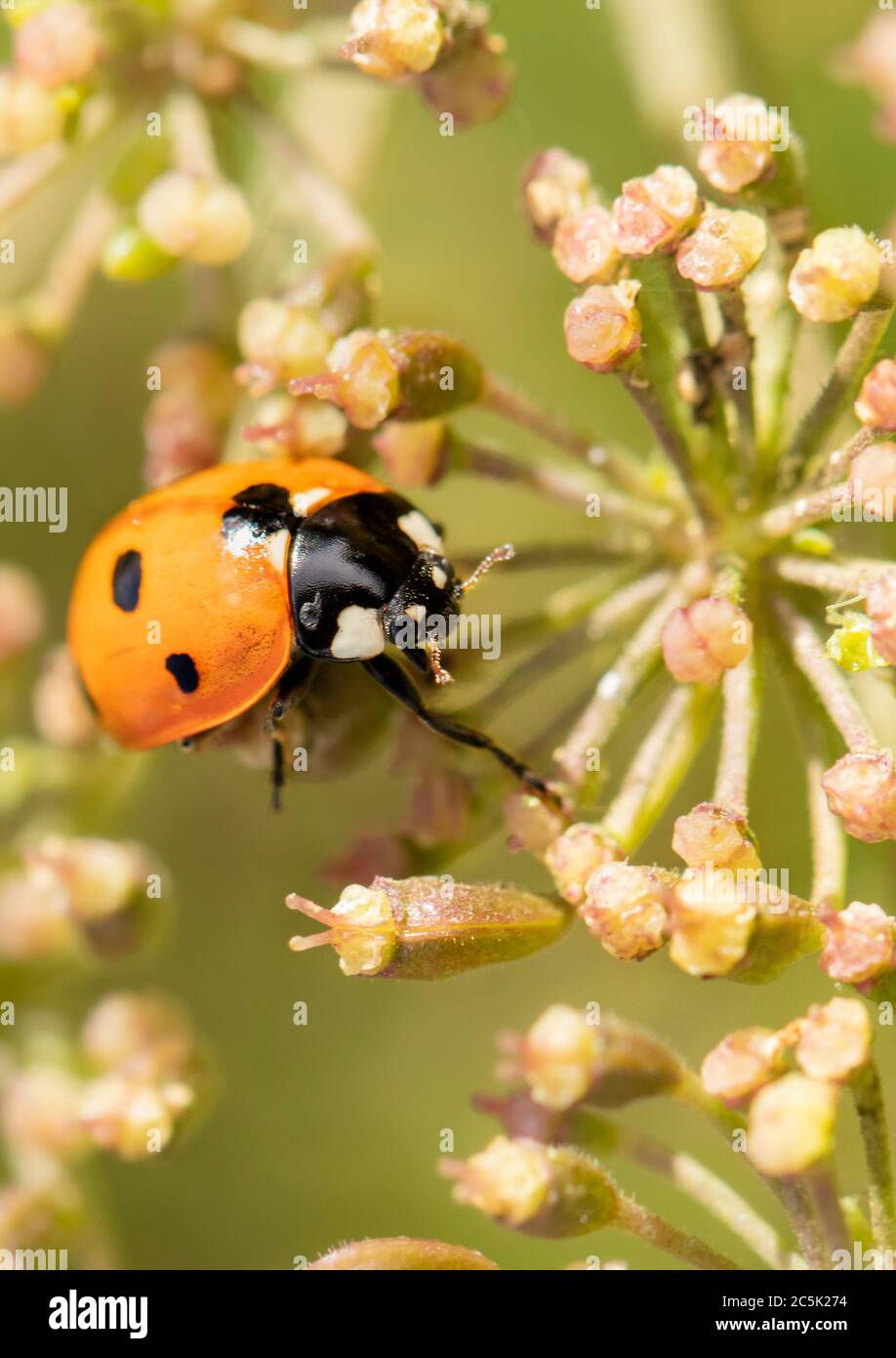 Ladybird, ladybug, coccinella septempunctata, nutrendo su un fiore in un prato inglese, estate 2020, Regno Unito Foto Stock