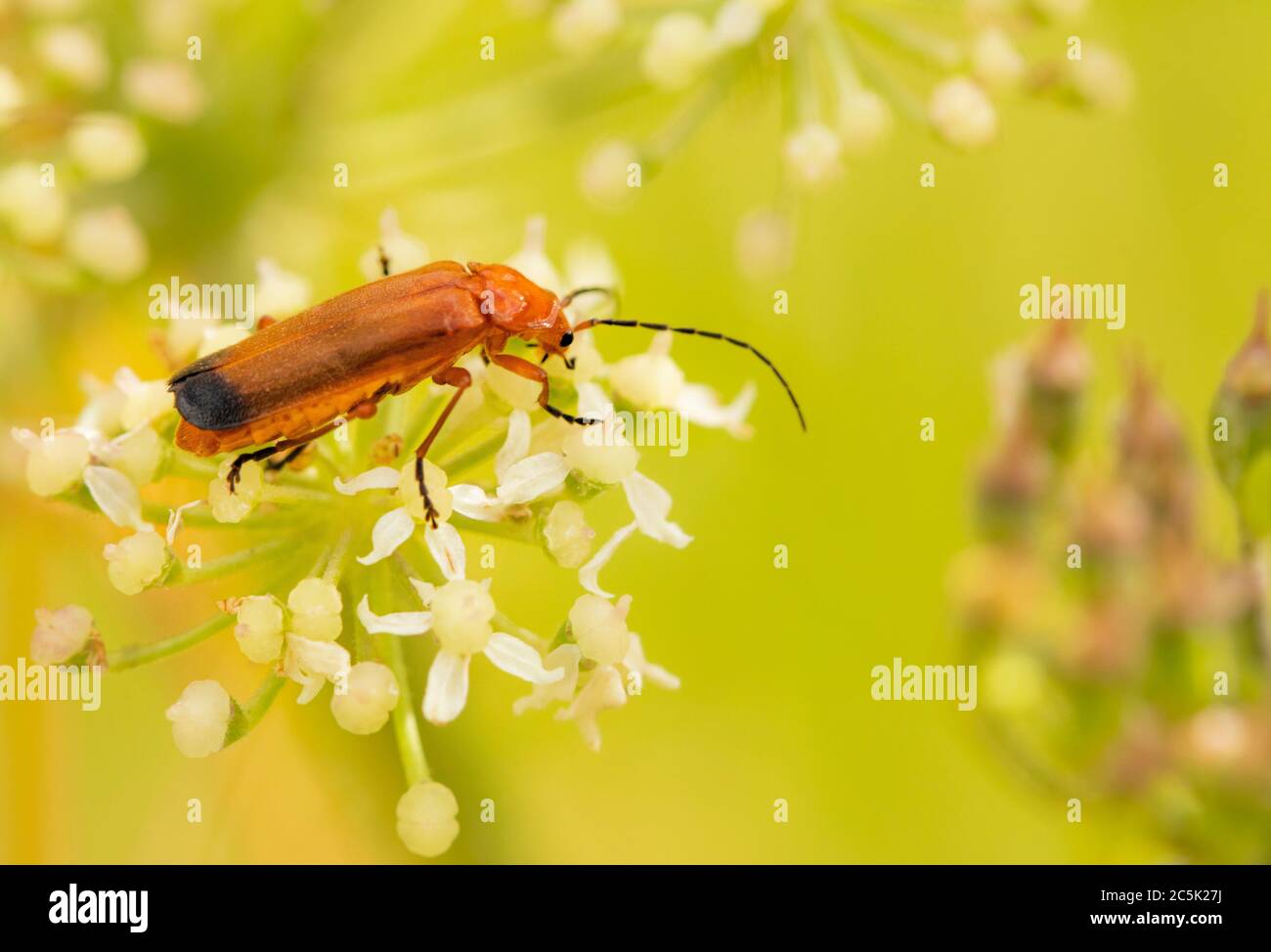 Comune soldato rosso fetile, Rhagonycha fula, rhagonycha, seduta su un fiore nella campagna britannica, luglio 2020 Foto Stock