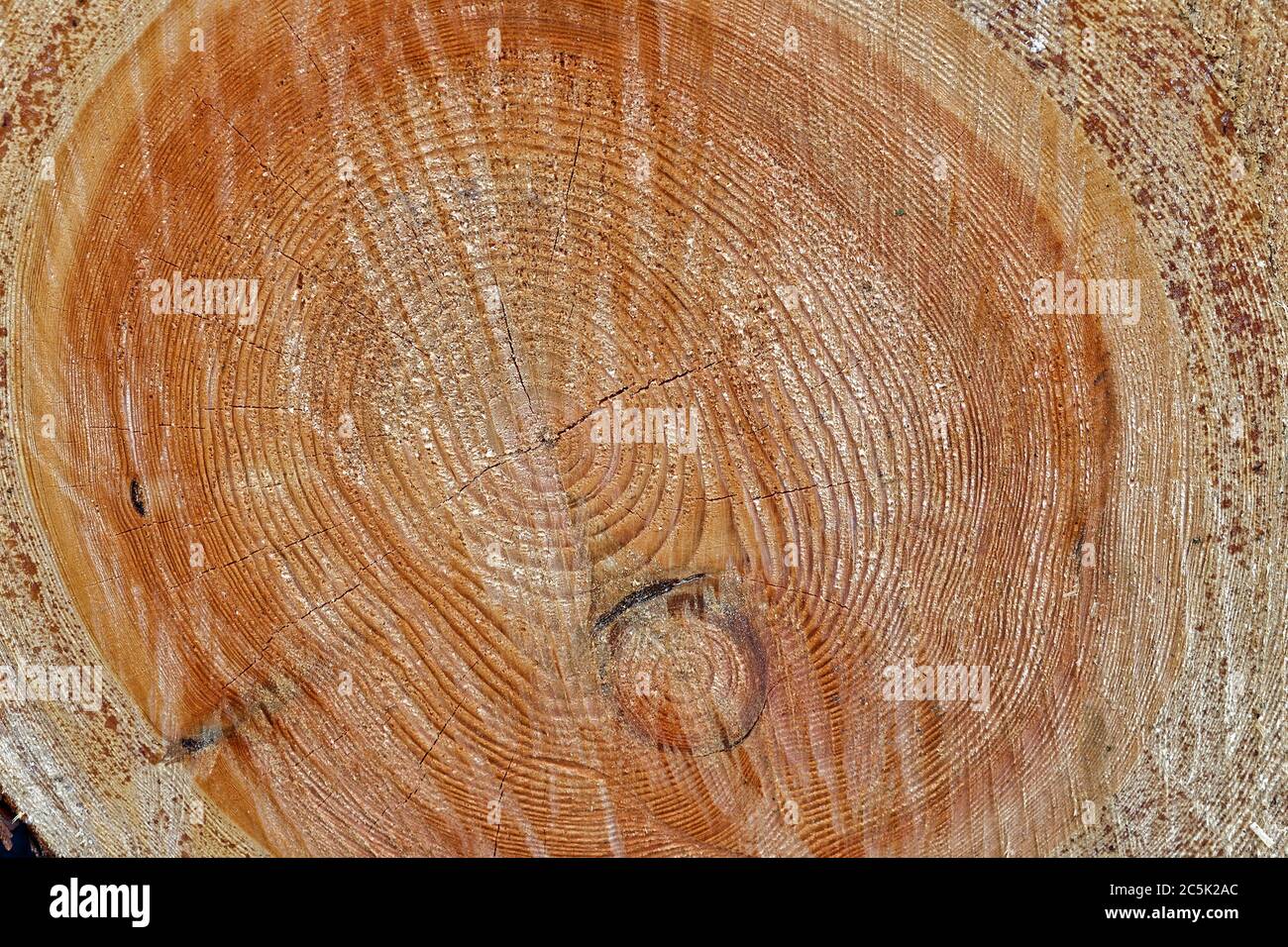 Sezione trasversale di un grande albero che aveva circa 125 anni quando è abbattuto Foto Stock