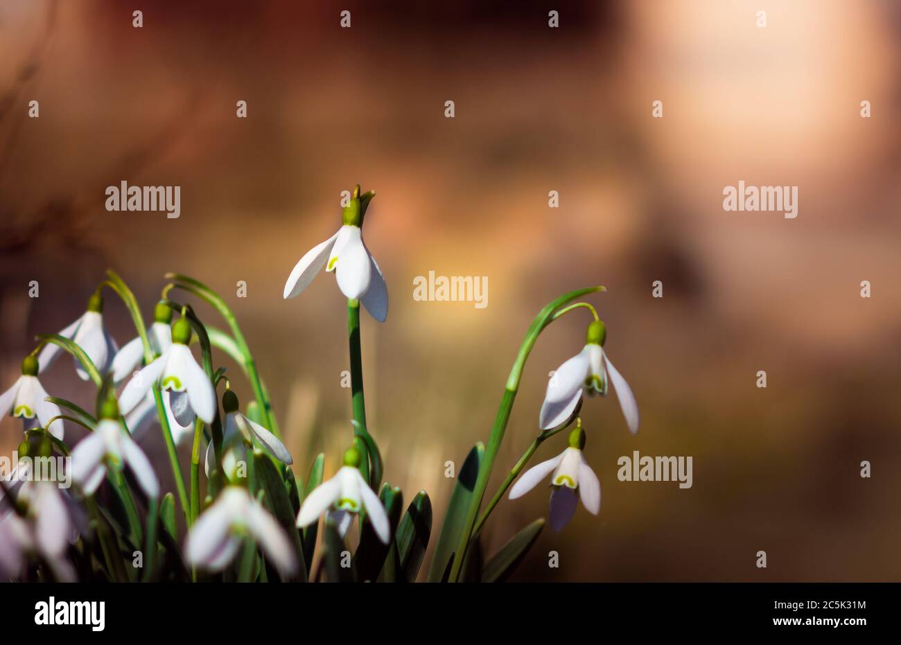 nevicate su uno sfondo sfocato nel pomeriggio di primavera. Foto Stock