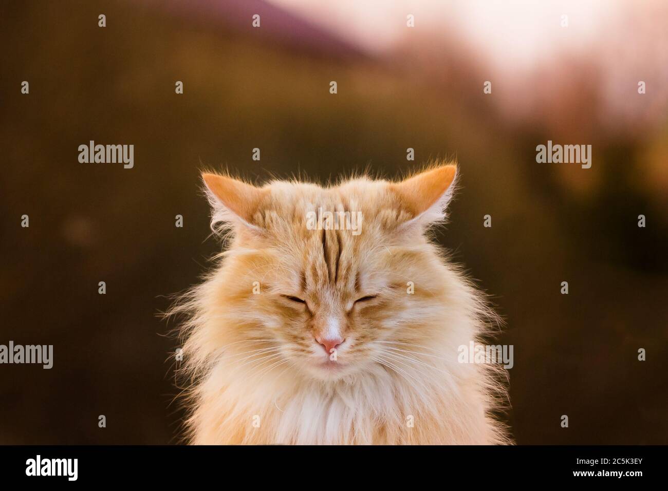 Gatto rosso che assomiglia a una volpe-cub ha preso zen o appena addormentato sui piedi. Foto Stock