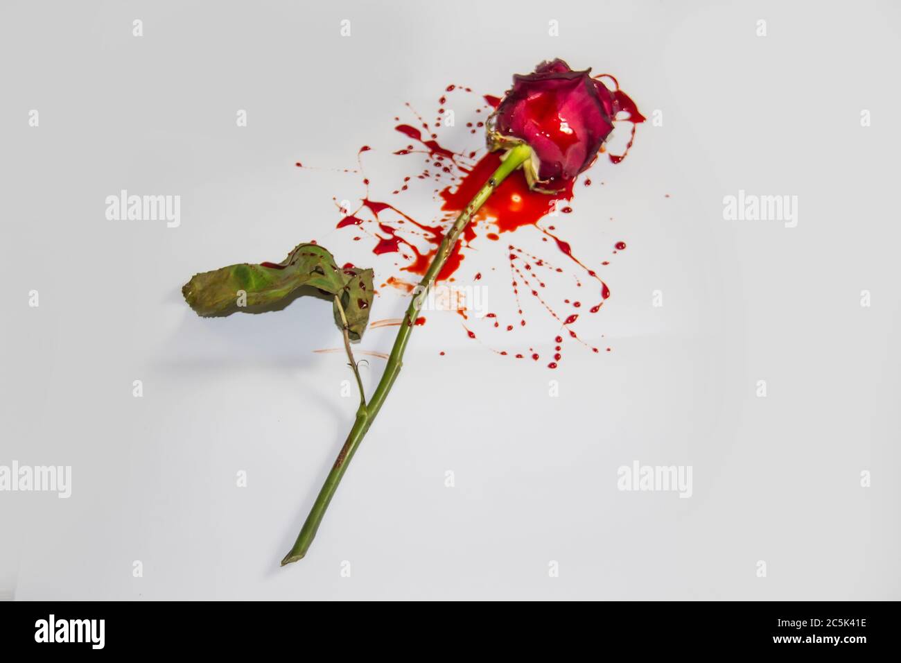 Una rosa di Bloody su sfondo bianco. Una Borgogna è rosa nel sangue Foto Stock