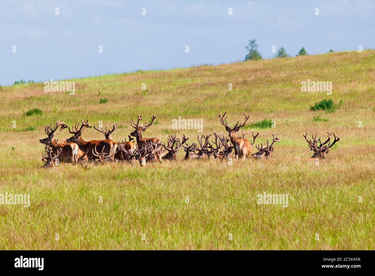 Red Deer Stags riposante nella lunga erba in velluto antlers. Foto Stock
