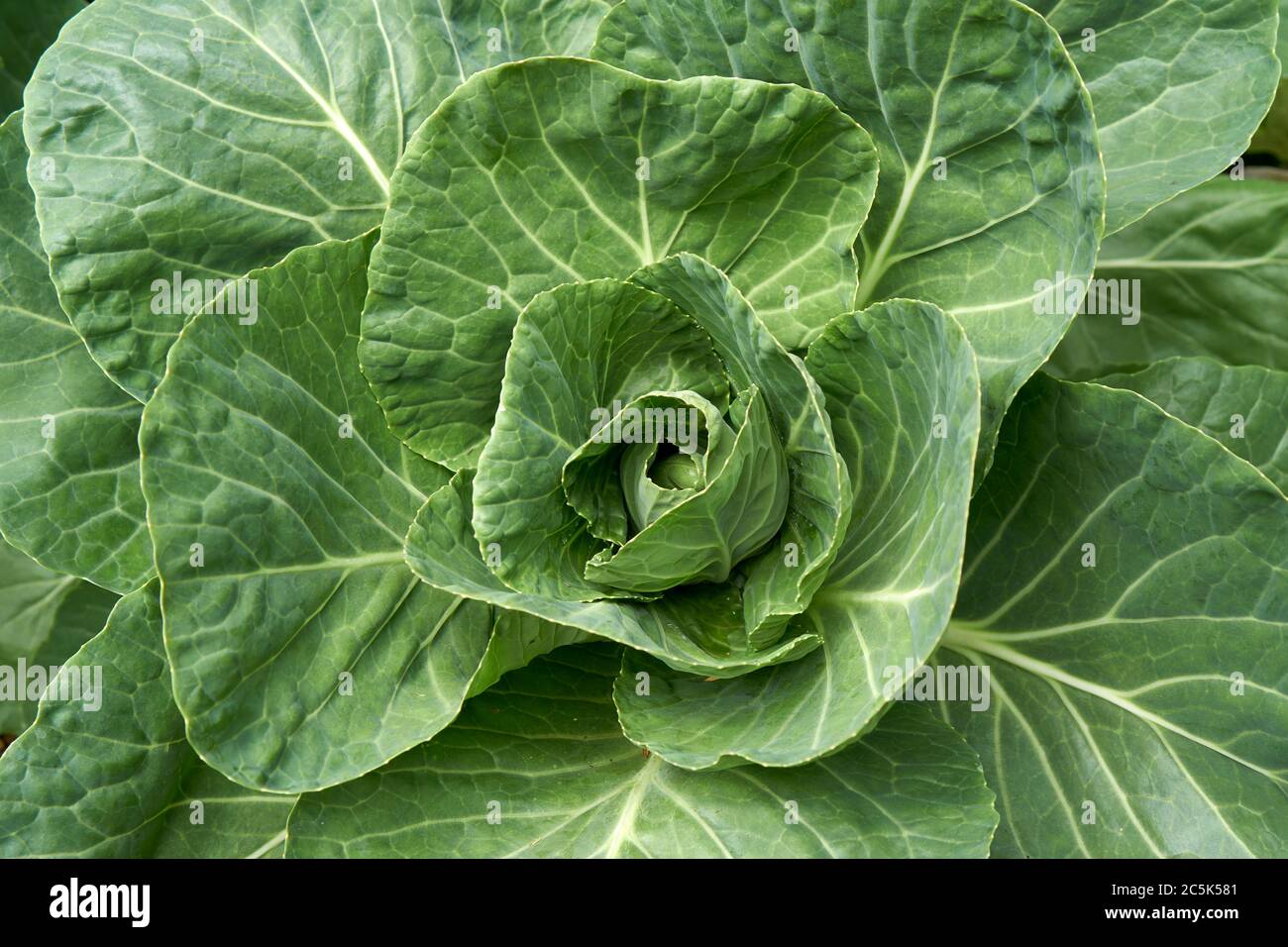 Primo piano di una grande pianta verde verde di cavolo biologico Foto Stock