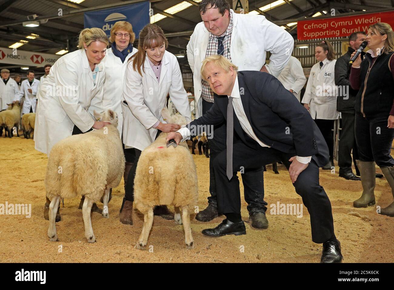 Il primo ministro Boris Johnson alla fiera invernale reale del Galles il 25 novembre 2019. Boris Johnson ritrae una pecora nell'anello delle pecore allo Showground Foto Stock