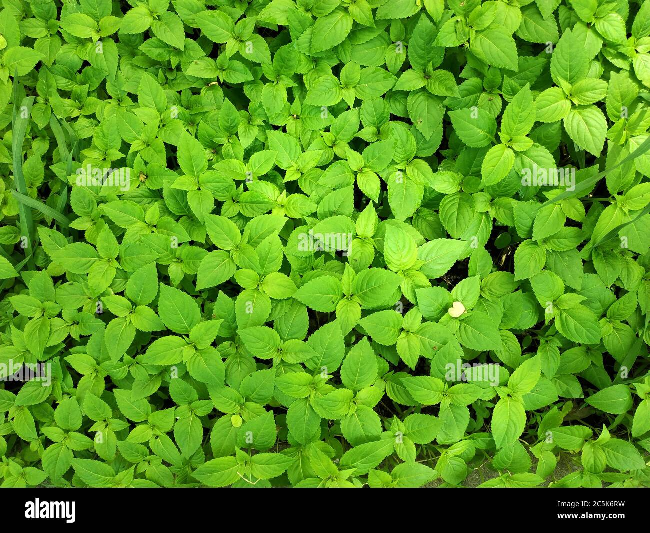Sfondo di foglie verdi fresche. Layout creativo fatto di erba. Foto Stock