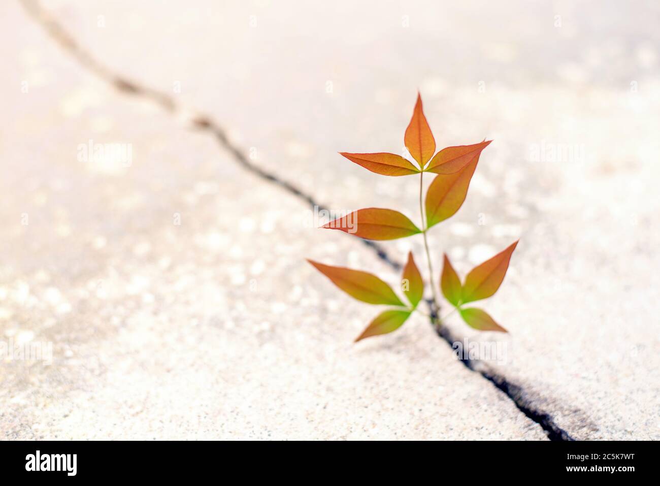 Nandina pianta che cresce da crack in the Rod, nuova crescita nel mezzo della crisi, nuova vita nuova speranza Foto Stock