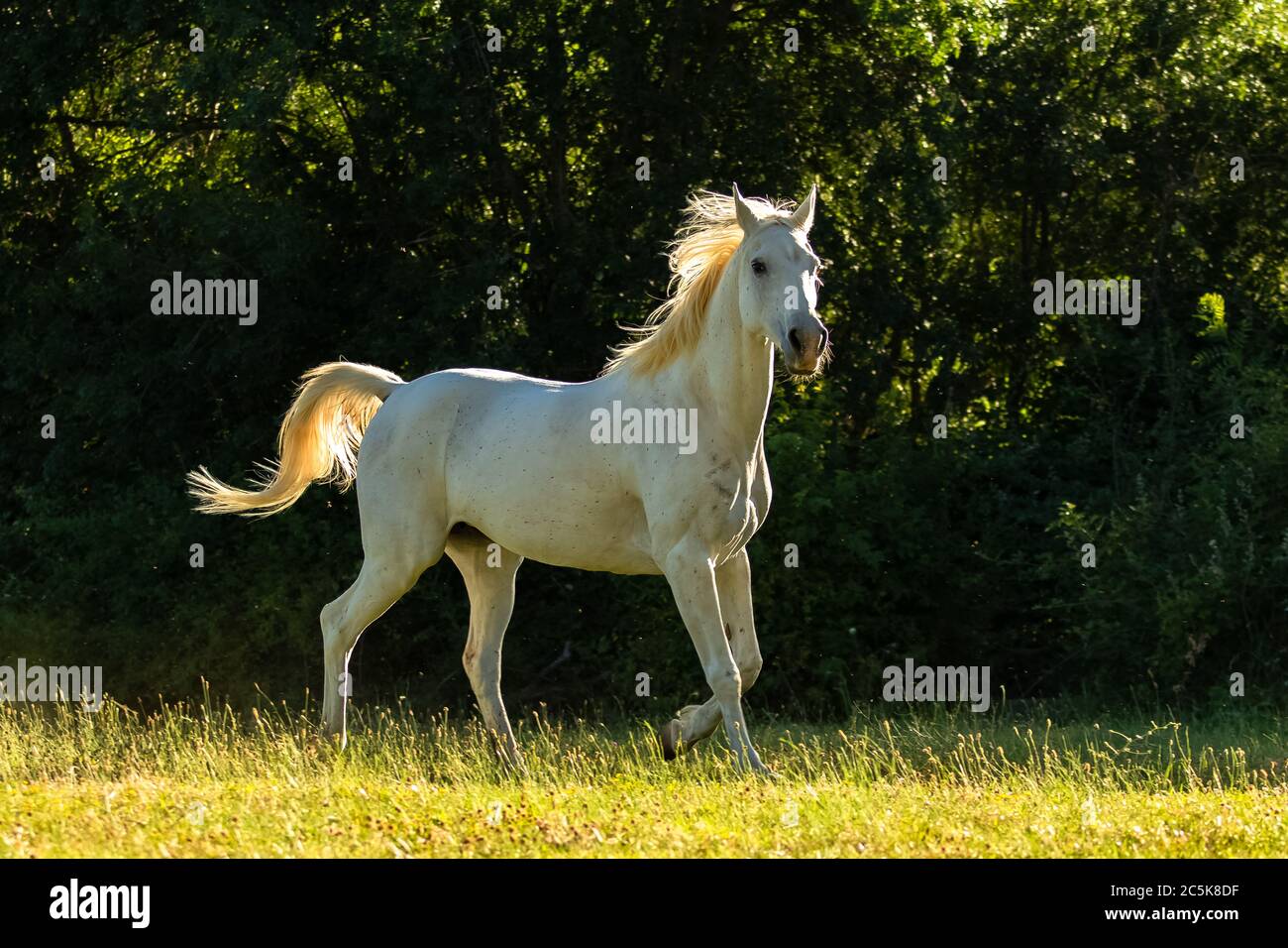 Cavallo bianco, purebred che corre in un campo Foto Stock