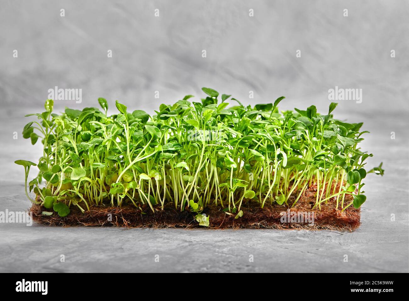 Piselli micrograni con semi e radici. Germogliare i micro green su gatti Jute Microgreens Grow. Germogliare i micrograni sui tappetini biodegradabili della canapa Foto Stock