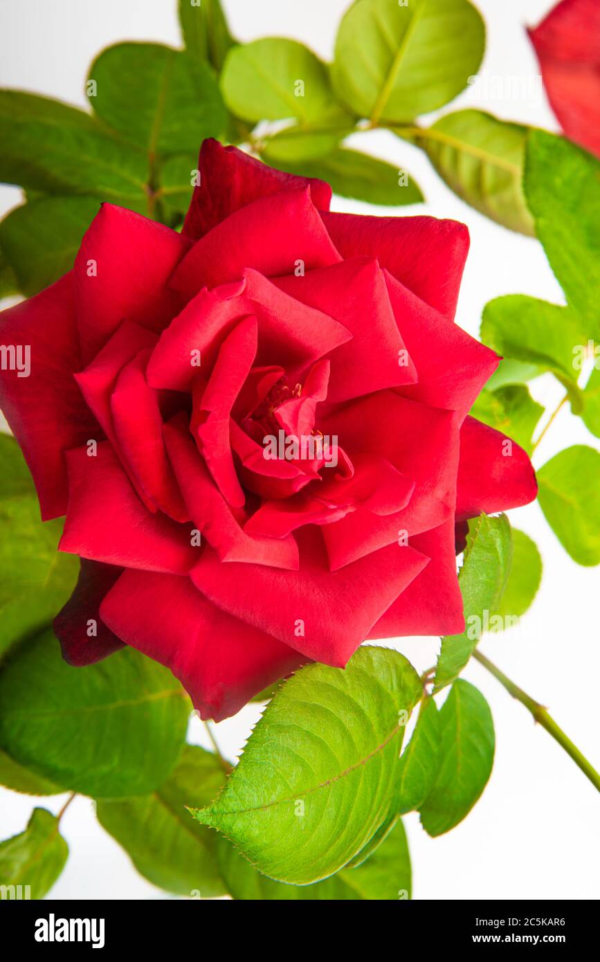 Un primo piano di una singola rosa rossa con petali vellutati in piena fioritura circondata da foglie verdi. Foto Stock