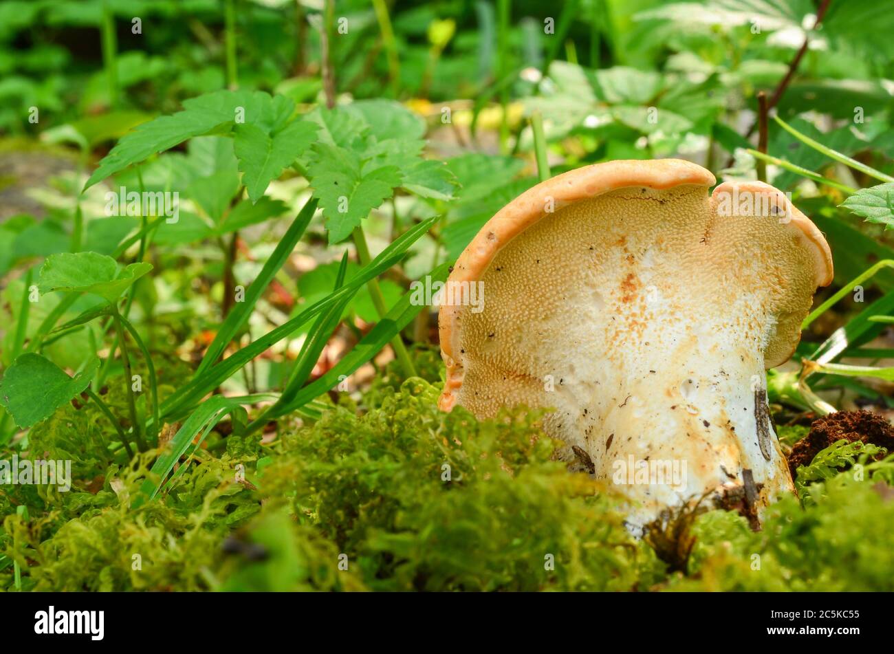 Legno fungo Hedgehog o Hydnum repandum, deliziosi funghi commestibili in habitat naturali Foto Stock