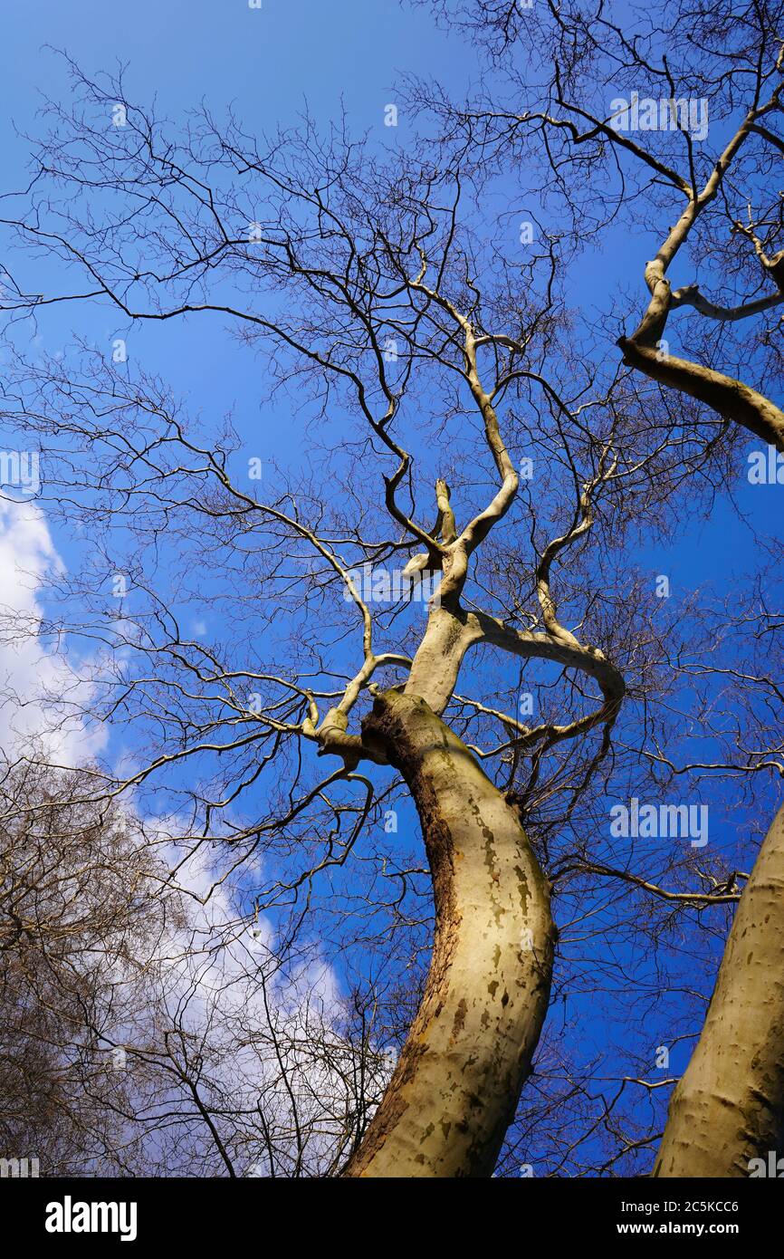 Bellissimo albero unico a forma di albero in una soleggiata Primavera con sfondo blu cielo. Foto Stock