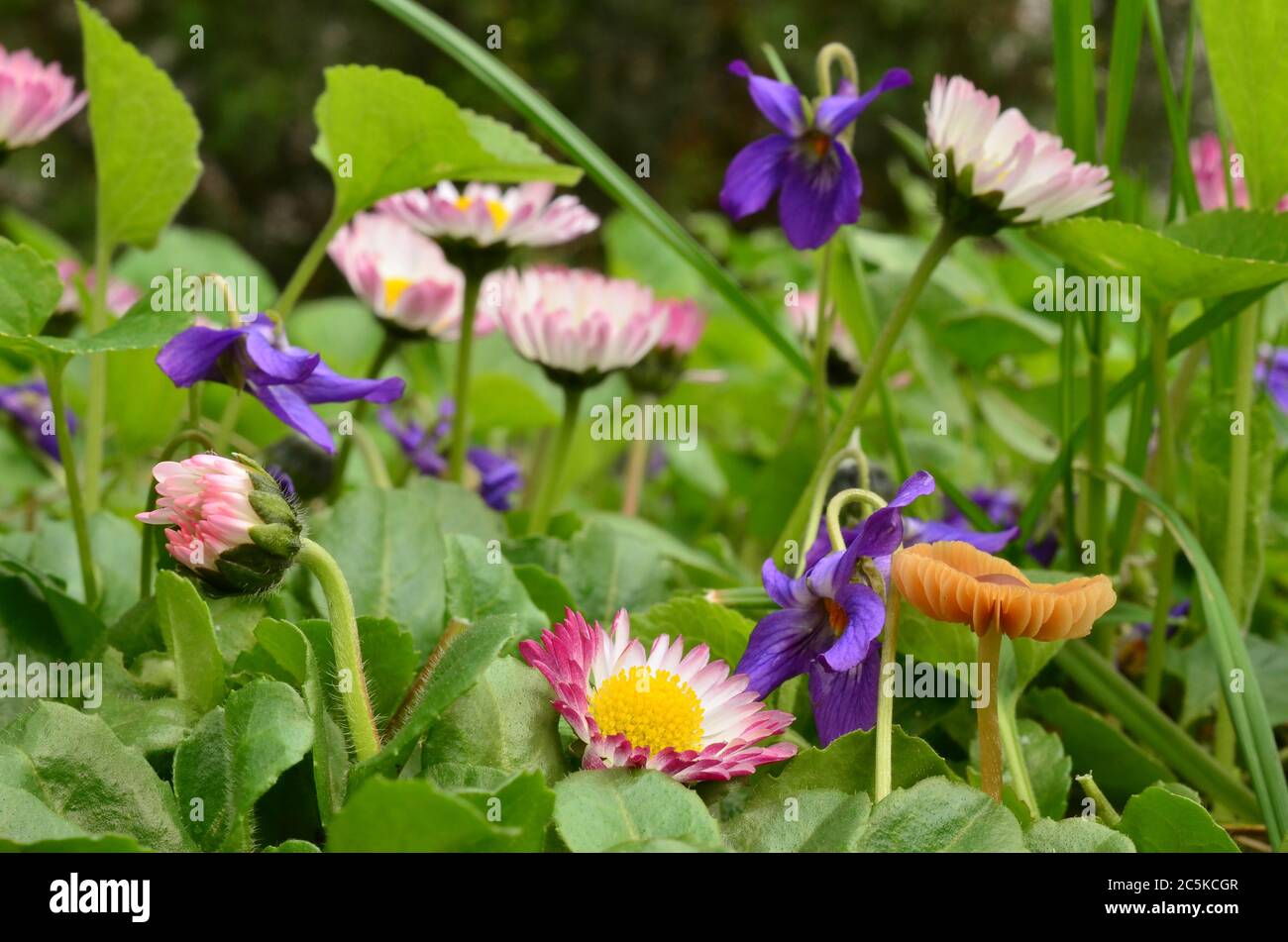 Micro mondo su un prato in primavera, violette, fiori margherita e molto piccolo fungo Escultentus precoce Foto Stock