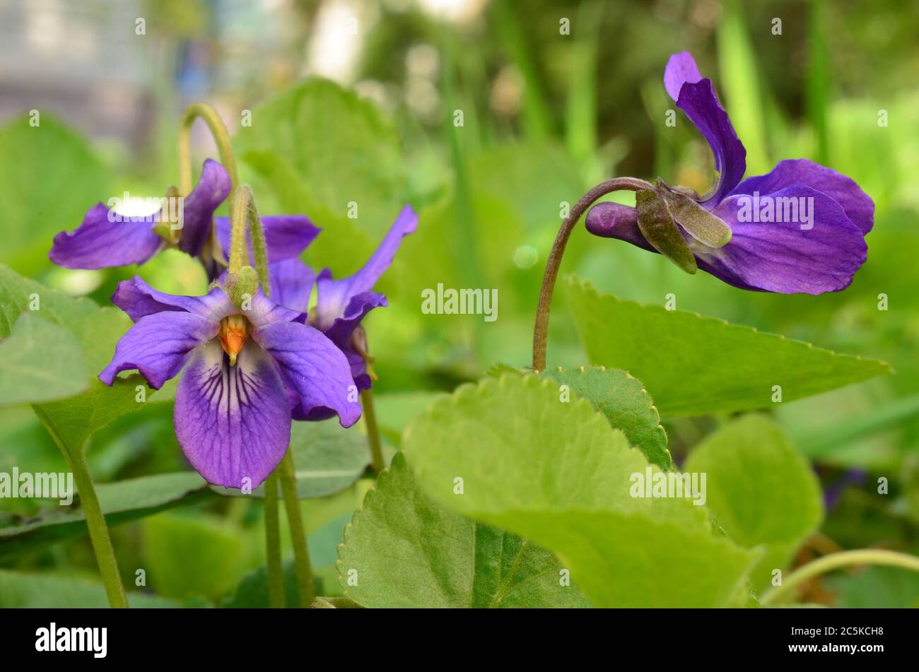 Fiori viola di primavera profumati tra l'erba di graniglia e foglie su un prato in primavera Foto Stock