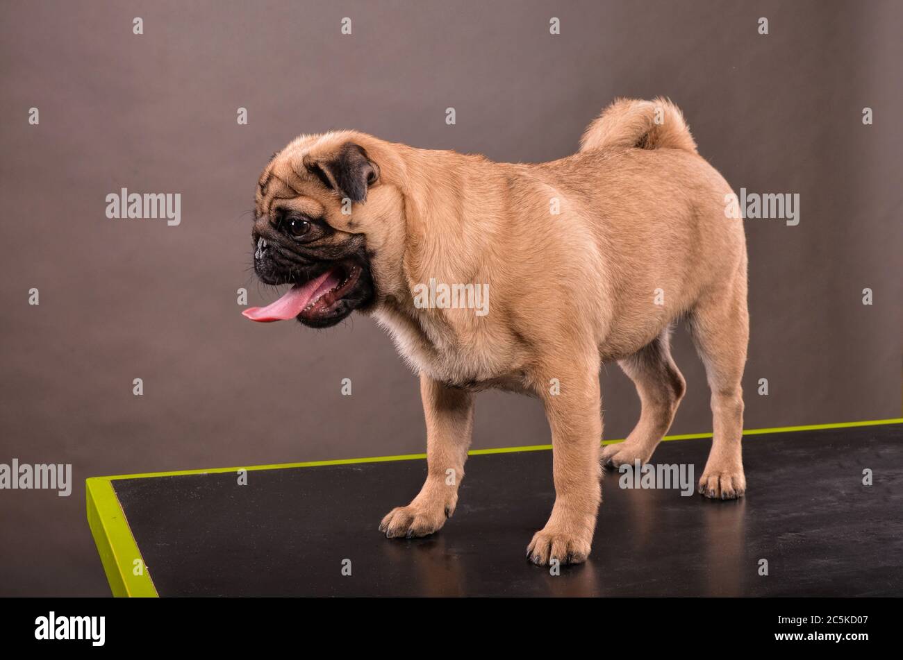 Il cane PUG in piedi sul tavolo nero in studio, in attesa di una sessione fotografica Foto Stock