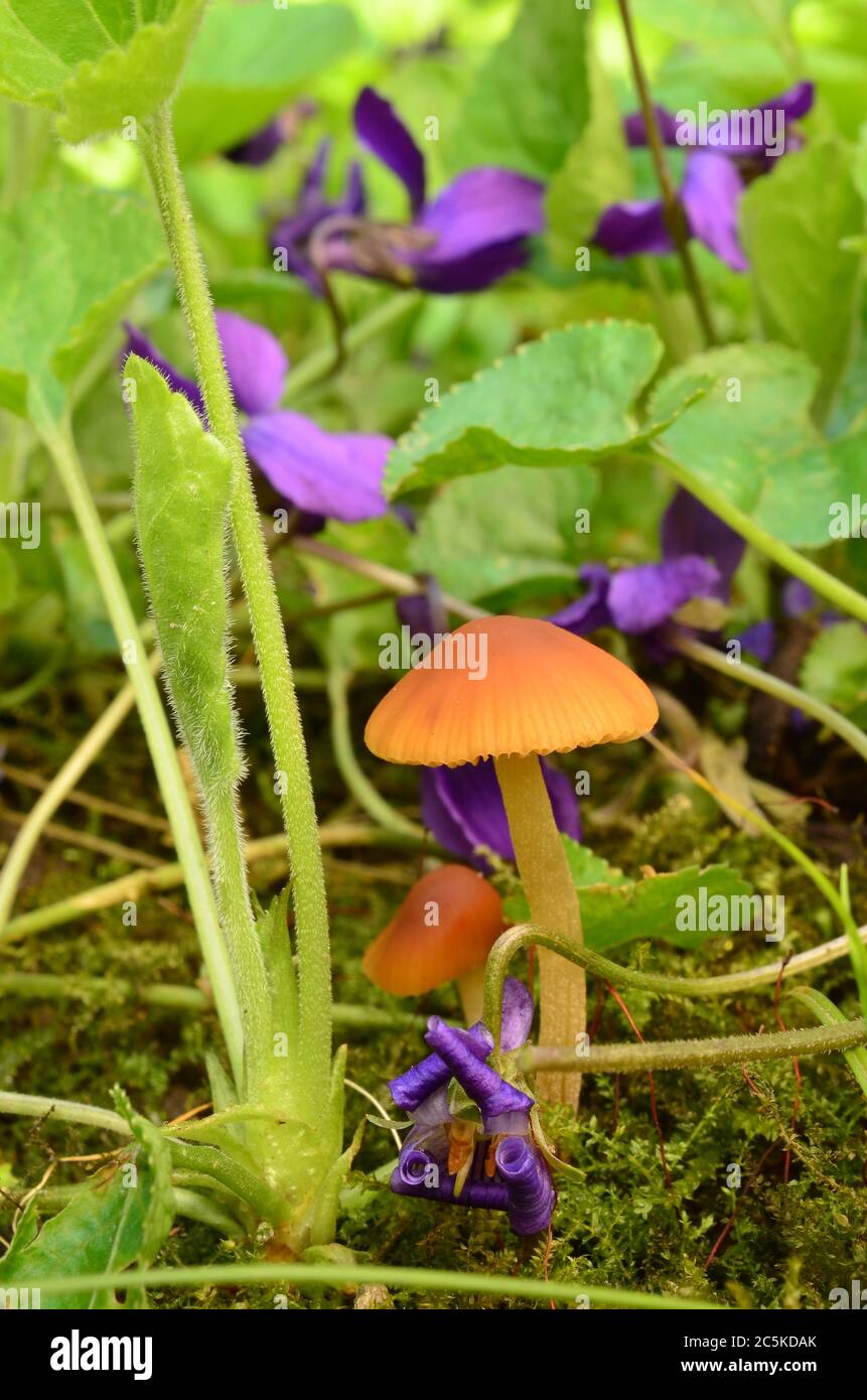 Piccoli funghi espulentus primi che crescono sotto foglie verdi di fiori di viola primavera Foto Stock