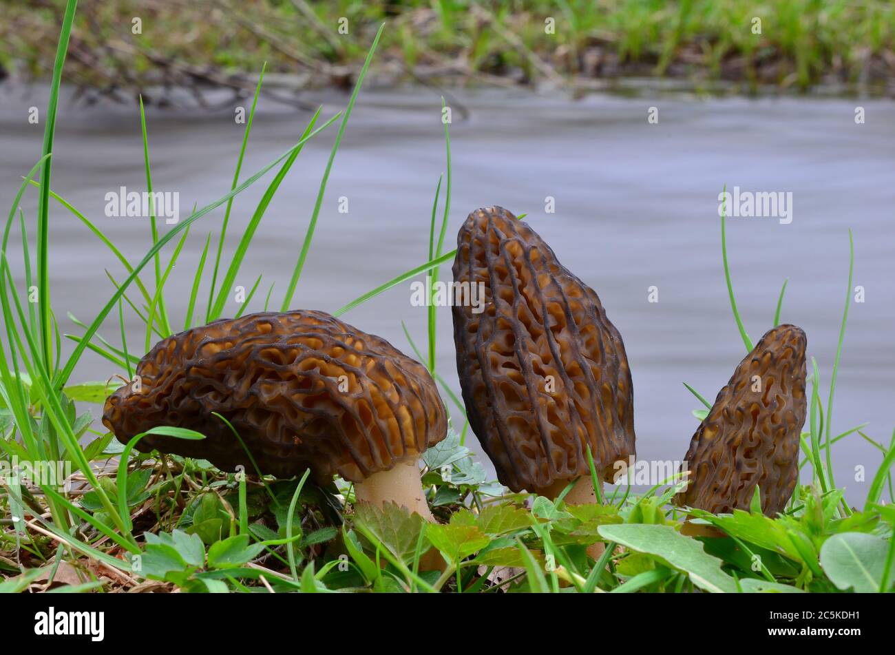 Tre giovani funghi Morchella Conica o Morel Nero in habitat naturale, sulla riva del torrente di montagna Foto Stock