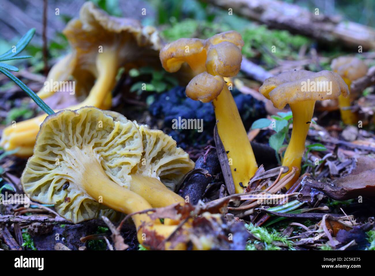Tardo autunno Craterellus lutescens, o Cantharellus lutescens o Cantharellus xanthopus o Cantharellus aurora, comunemente noto come fungo giallo del piede Foto Stock